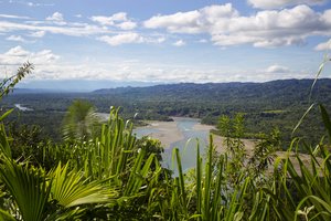 Pasaulį pakeitęs medis vėl buvo prisimintas: manyta, kad padės nuo naujojo koronaviruso