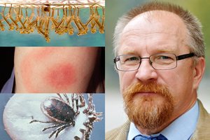 VDU profesorius A. Paulauskas įspėja: šiltėjantys orai į Lietuvą neša čia neregėtus gyvius ir egzotines ligas