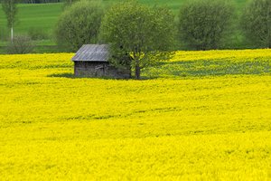 Pavojus greta mūsų: Lietuvos žemės ūkyje chemizacija per didelė