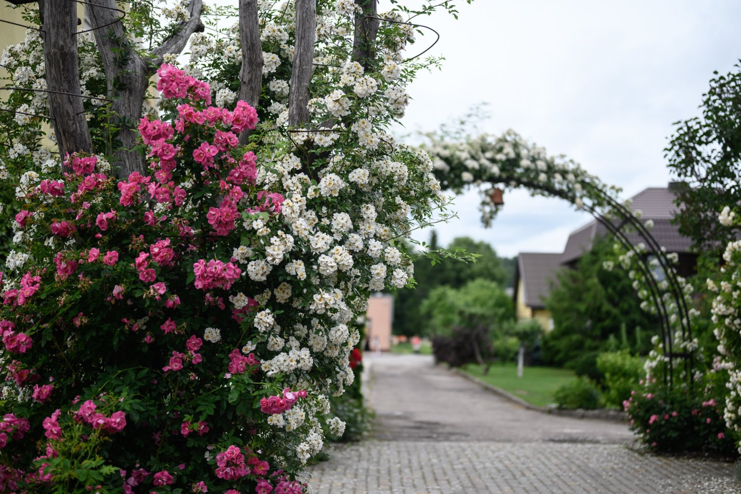 Prieš šešerius metus išėjęs į pensiją A.Klovas ėmė veisti rožyną, vietoje kieme augusių vaismedžių, daržo.<br>V.Skaraičio nuotr.