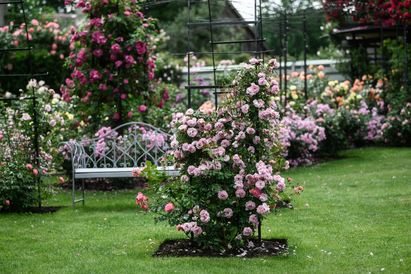 Prieš šešerius metus išėjęs į pensiją A.Klovas ėmė veisti rožyną, vietoje kieme augusių vaismedžių, daržo.<br>V.Skaraičio nuotr.
