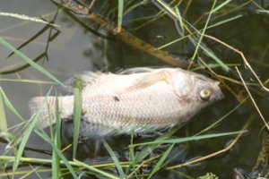 Baltarusija atsakė į Lietuvos notą dėl Nemune įvykusios ekologinės katastrofos 