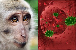 COVID-19 persirgusioms beždžionėms išsivystė trumpalaikis imunitetas