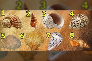 Kurią kriauklytę tikrai pasiimtumėte? Tai išduoda jūsų slaptą bruožą