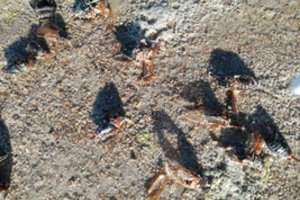 Poilsiautojus pajūryje trikdo pakrantę nusėję negyvi vabzdžiai: ekologas paaiškino, kodėl taip įvyko