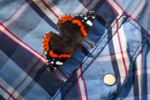 Papasakojo, ar drugeliai gali užkrėsti žmones ligomis ir parazitais