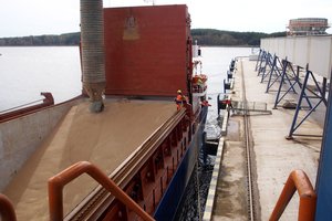 Paskelbė duomenis: gegužę grūdų eksportas buvo mažesnis, o rapsų – išaugo