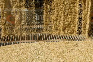 Antroje birželio pusėje didėjo grūdų supirkimo kainos