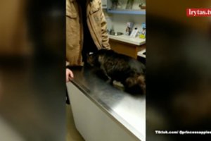 Katino elgesys veterinarijos klinikoje nustebino net šeimininką 