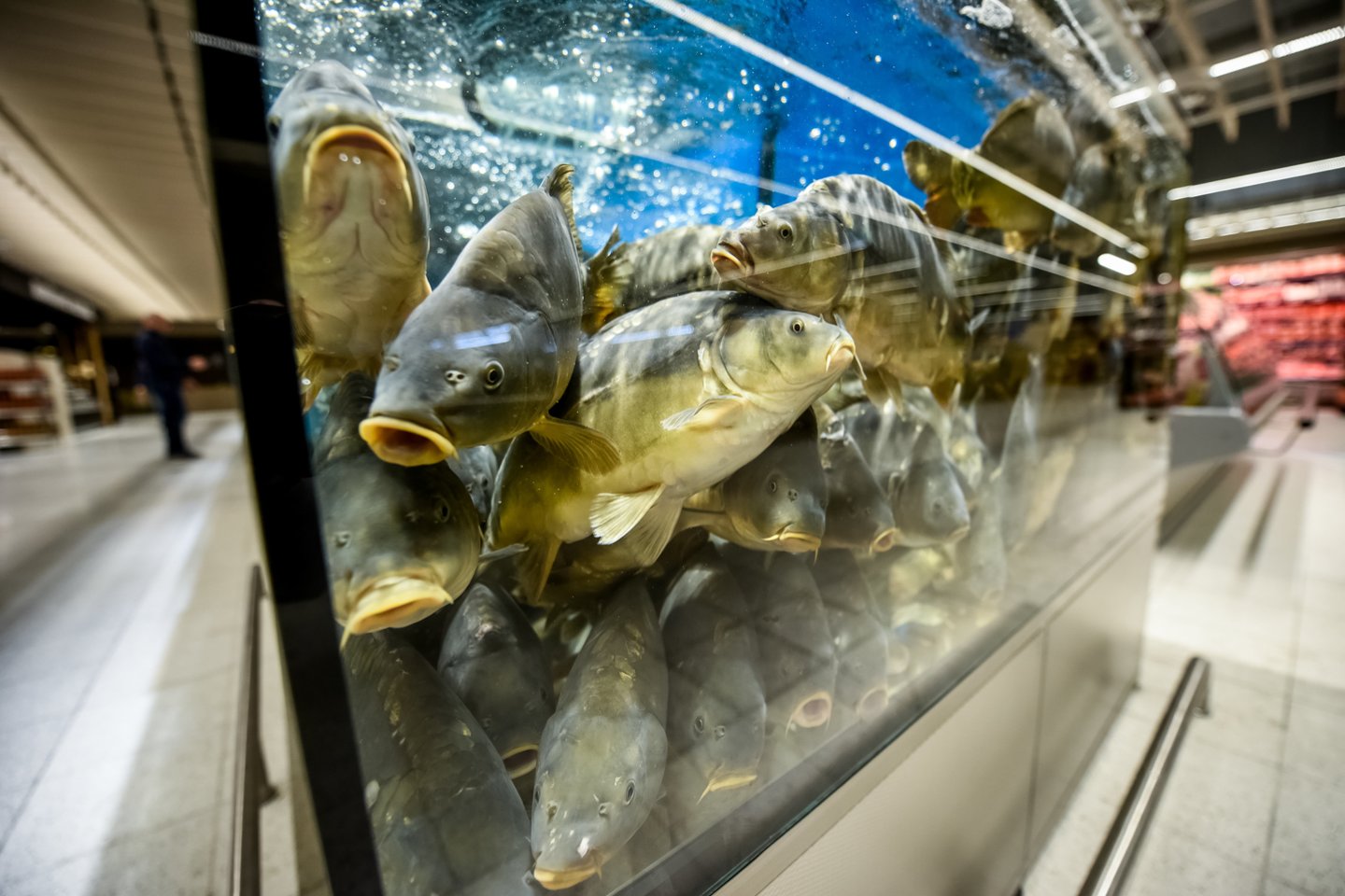 Nuo rugpjūčio 3 dienos gyvos žuvies prekyboje nebelieka visose lietuviško prekybos tinklo „Maxima“ XX formato parduotuvėse, kuriose buvo įrengta po vieną arba du gyvos žuvies akvariumus.<br>D.Umbraso nuotr.