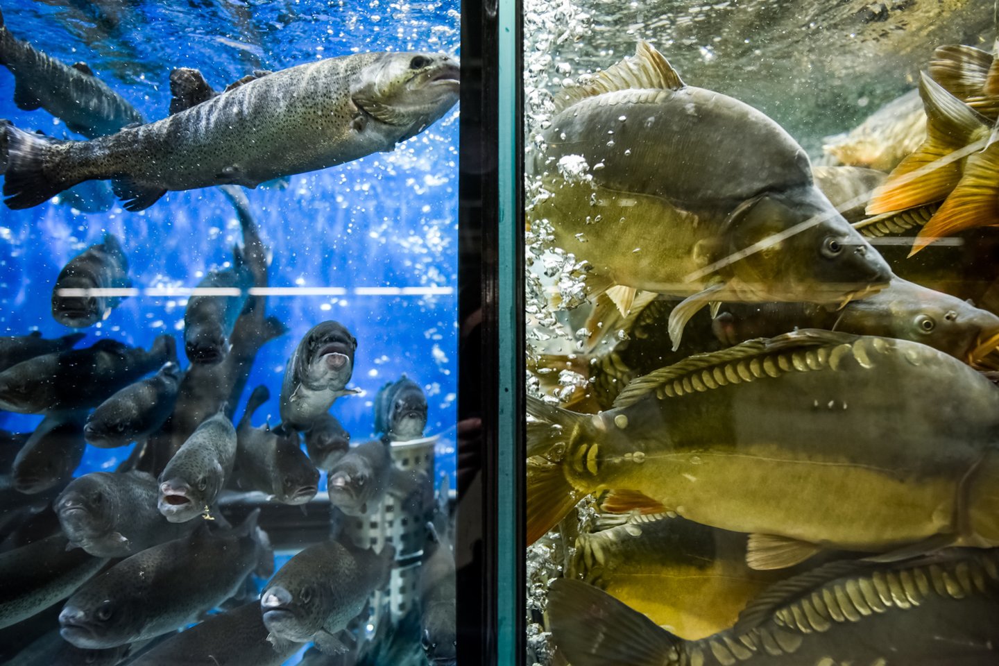 Nuo rugpjūčio 3 dienos gyvos žuvies prekyboje nebelieka visose lietuviško prekybos tinklo „Maxima“ XX formato parduotuvėse, kuriose buvo įrengta po vieną arba du gyvos žuvies akvariumus.<br>D.Umbraso nuotr.