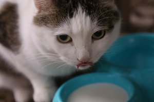 Ar katėms sveika lakti pieną?