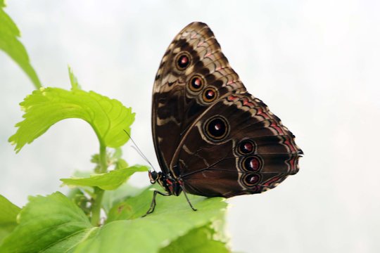 Drugeliai – įkvėpimo šaltinis daugybei menininkų