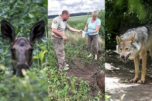 Pamiškėje prie Anykščių aptiko kruvinų skerdynių vietą: grobio likučius slėpė po žeme