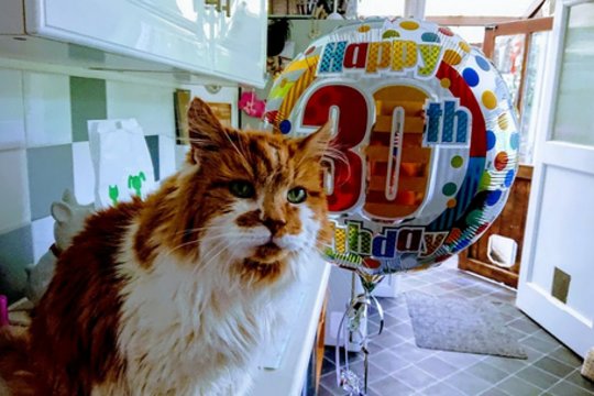 Nugaišo seniausias pasaulio katinas: žmogui tai prilygtų 150 metų gyvenimo