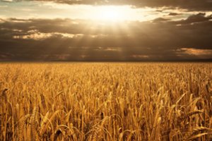 Ukraina užfiksavo naują grūdų eksporto rekordą