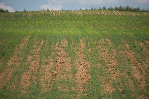  Nuo sausros nukentėjusiems ūkininkams – 8,5 mln. eurų