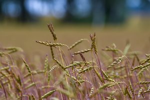 Įžvalga: grūdų derlius nebus rekordinis, bet geras