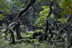 Miškuose aptikti radiniai atskleidė šlykštų lietuvių įprotį