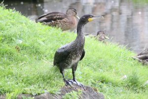 Vilniaus senamiestyje aptiktas neįprastas paukštis