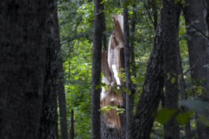 Lietuviai parodė dosnumą: sengirių išsaugojimui jau skyrė 15 tūkst. eurų