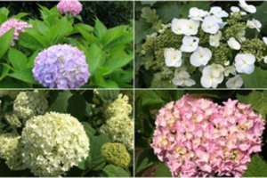 Kone gražiausi vasaros žiedai:  spalvotų hortenzijų kolekcija Kaune bet kam susuks galvą