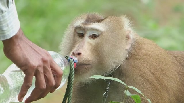 Ūkininkai užsitraukė PETA rūstybę: kaltinami darbui išnaudojantys beždžiones