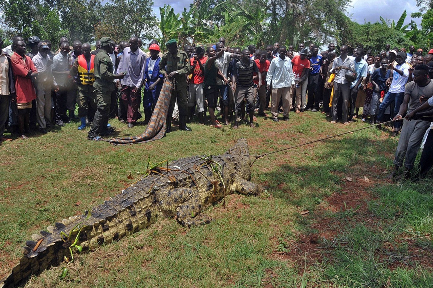  Krokodilas Ugandoje.<br> AFP/Scanpix nuotr.