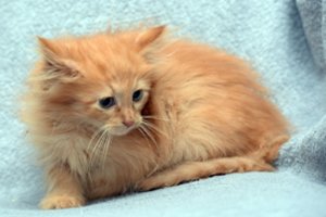 Kačiuko gelbėjimo operacija Kaune sukėlė tarnybas ant kojų: krito iš šešiolikto aukšto