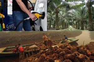 Aferos schema: atskleidė, kaip aplinkai pavojingas palmių aliejus virsta vietiniu panaudotu aliejumi