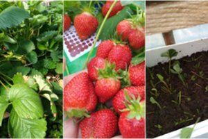 Vilnietė tiksliai žino, ką daryti su braškių lapais šioms baigus derėti