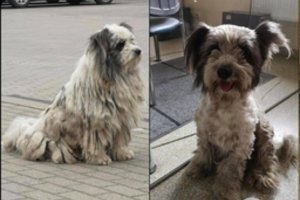 Širdį veriančios „Šilutės beglobių“ istorijos: operacijos, gydymas, naujų namų paieškos