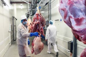 Kiauliena ES per metus atpigo vidutiniškai 6 proc.