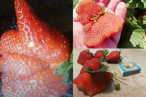 Rekordinis braškių derlius Degučiuose: suformavo liuksą, drugelį, svėrė net 75 gramus