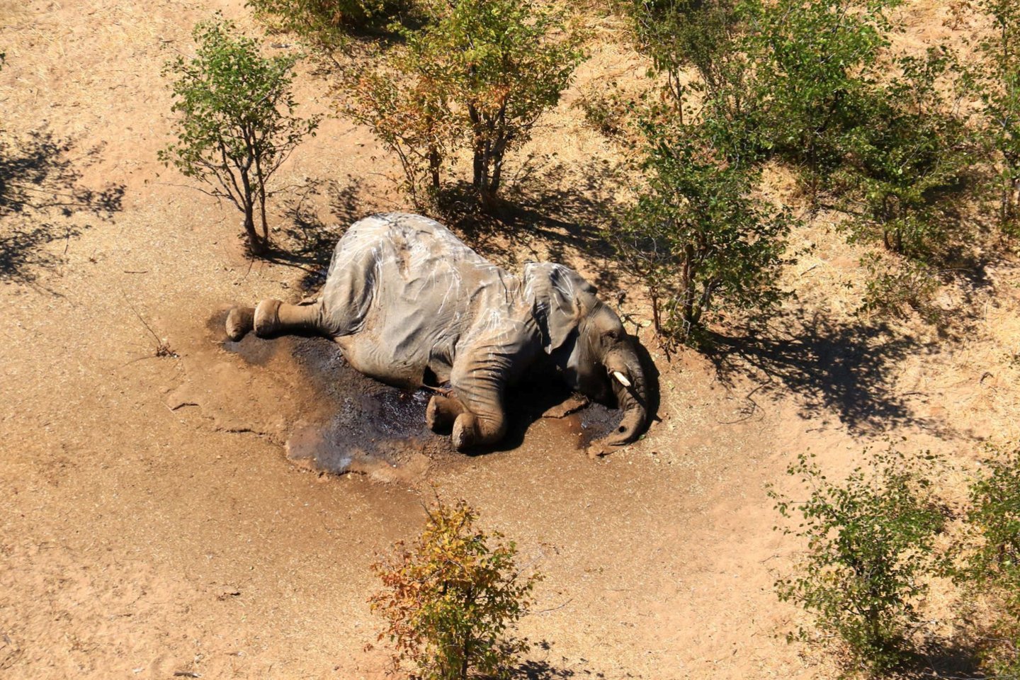  Botsvanoje aptikta daugiau nei 350 negyvų dramblių.<br> Scanpix/Reuters nuotr.