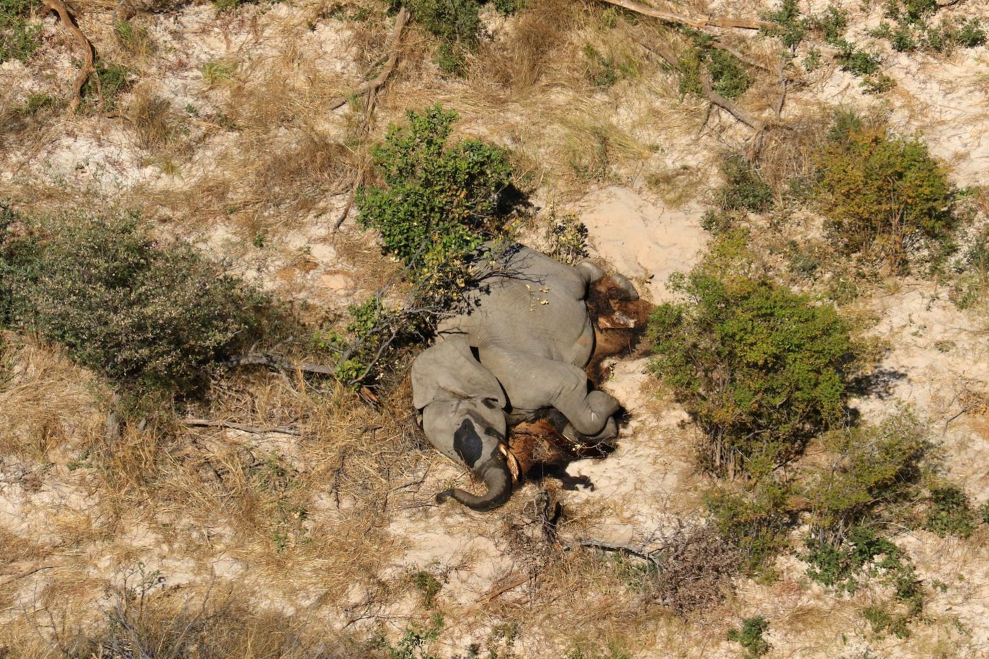  Botsvanoje aptikta daugiau nei 350 negyvų dramblių.<br> Scanpix/Reuters nuotr.