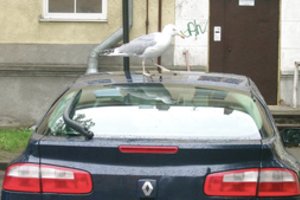 Pajūrio gyventojams įgriso juos atakuojantys sparnuočiai: pasibaisėjo žiauriu elgesiu