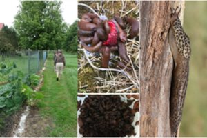 Rusniškių šeima šaukiasi pagalbos: nebeišmano, kaip kovoti su tūkstančiais šliužų 