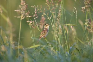 Lietuvoje mokslininkai užfiksavo rekordinę itin retų paukščių populiaciją