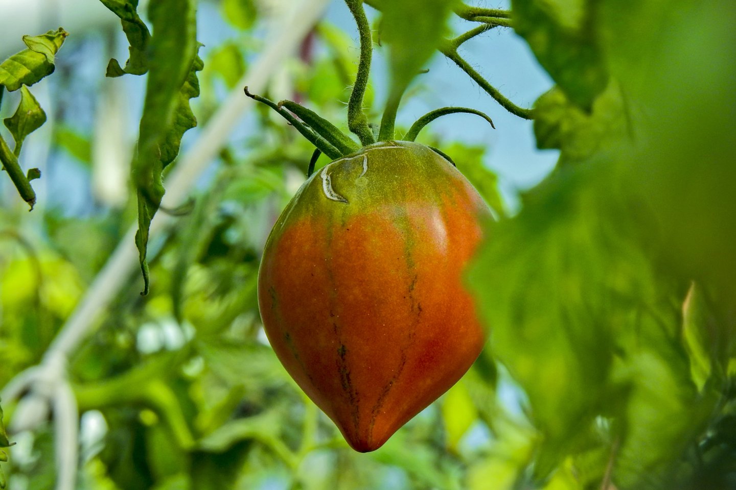 Pomidorų auginimo problemos.<br>V.Ščiavinsko nuotr.