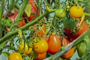 Pomidorų auginimo problemos: yra būdų jas išspręsti