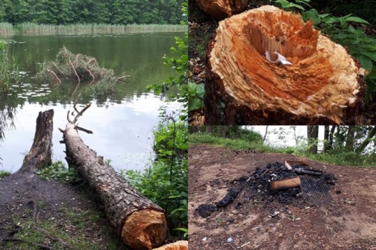 Idilišką gamtos vietą prie Vilniaus nuniokojo vandalai: nukirto šimtametę pušį, apdergė ir paliko