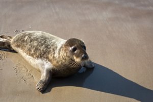 Jūrų muziejuje išgelbėtiems ruoniukams išrinko linksmus žemaitiškus vardus