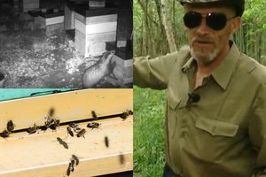 Įžūlų medaus vagį Biržų r. atskleidė slapta kamera