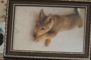 Lietuvoje augusi vilko ir šuns hibridė Luna iškeliauja į naujus namus