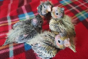 Į vilniečių namus daug džiaugsmo atnešė maži drakoniukai: pasigrožėkite ir jūs