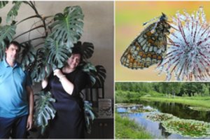 Rimto auditoriaus pomėgis – ankstyvą rytą ropoti per pievas