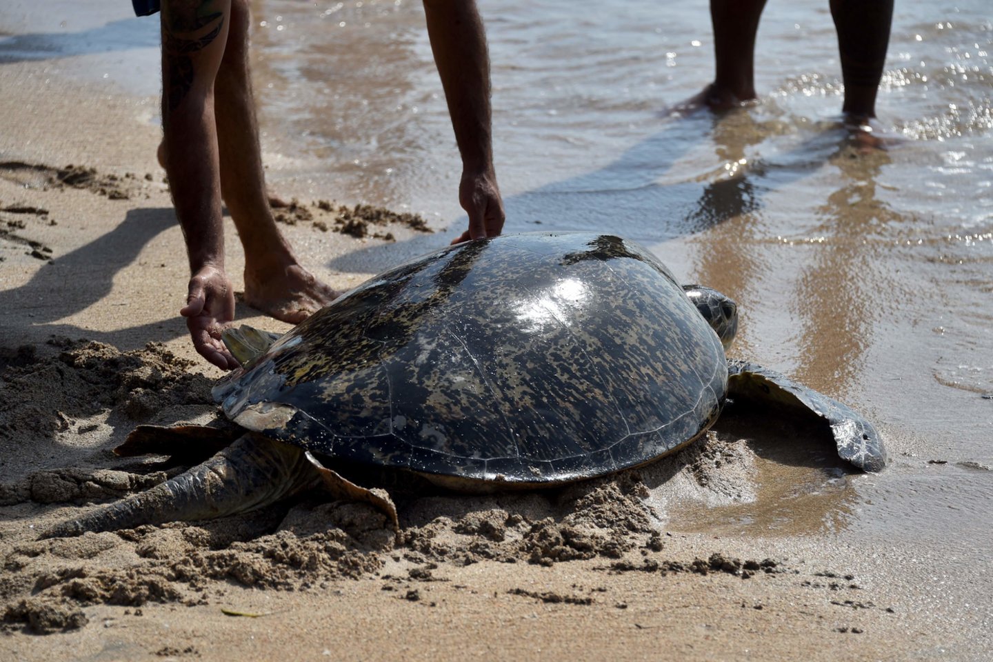 Iš plastieko spąstų jūroje išgelbėti vėžliai.<br> Scanpix/AFP/Reuters nuotr.