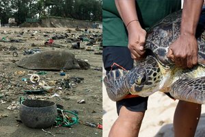 Neeilinė gelbėjimo operacija: išsaugota 160 į plastiko atliekas įsipainiojusių jūrinių vėžlių