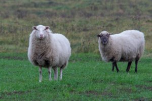 Privirti košės vairuotojams gali ir vilkas ar karvė: kaip nepatekti į skaudžius eismo įvykius